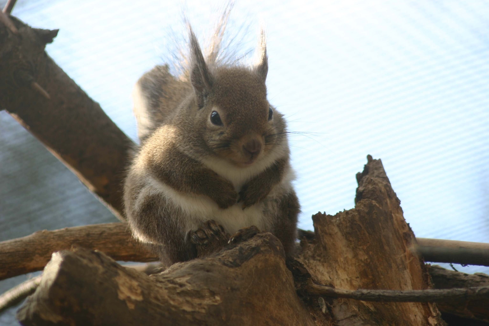 りすさんへ』子どもの手紙に「優しい世界だ！」「愛が伝わる」動物園に