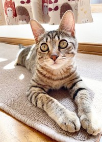 寿々さんの実家で幸せに暮らしているはーちゃん（画像提供：寿々さん）