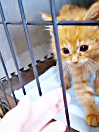 保護したとき生後1、2カ月ほどだった虎太郎くん画像提供：梅虎さん）