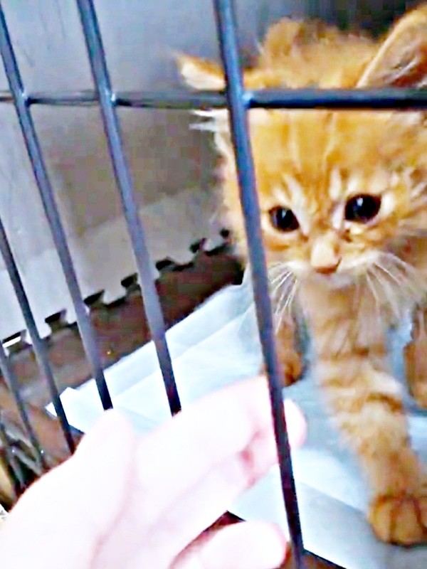 保護したとき生後1、2カ月ほどだった虎太郎くん画像提供：梅虎さん）