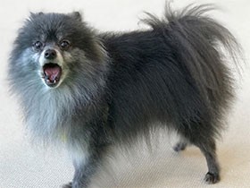 ドッグラン楽しいな　ポメラニアンの「シオン」