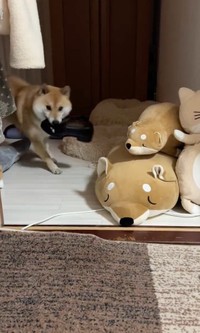 靴を咥えて勢いよく登場したふう太くん（動画からキャプチャー／画像提供：柴犬ふう太さん @fufufufufu_ta）