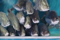 「日本三大怪魚」のひとつともいわれる“アカメ”の群れ 。 ※桂浜水族館提供