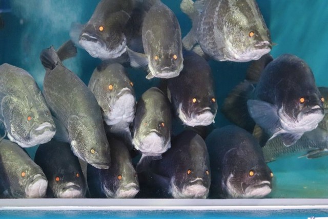 「日本三大怪魚」のひとつともいわれる“アカメ”の群れ 。 ※桂浜水族館提供