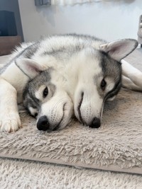 くっつきすぎて同化？ 仲良しなハスキー兄弟のケルベロス姿（提供：husky_lalalaughさん）
