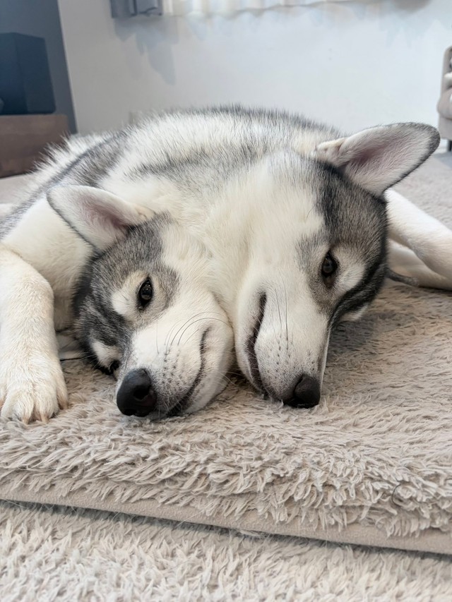 くっつきすぎて同化？ 仲良しなハスキー兄弟のケルベロス姿（提供：husky_lalalaughさん）