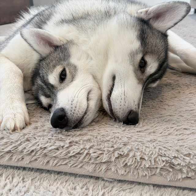 くっつきすぎて同化？ 仲良しなハスキー兄弟のケルベロス姿（提供：husky_lalalaughさん）