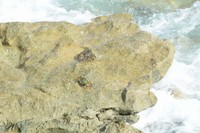 ニウエの海岸にいたカニ