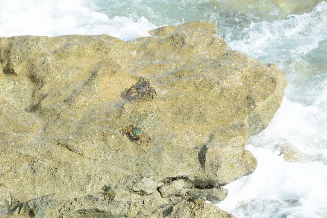 ニウエの海岸にいたカニ