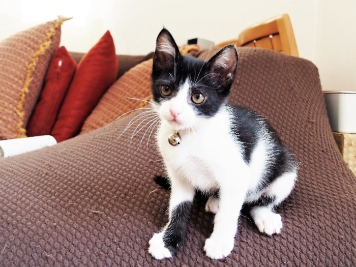 「ボクもおうち見つかるの待ってんの」