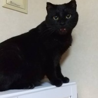 珍しく高いところに登ったくうちゃん