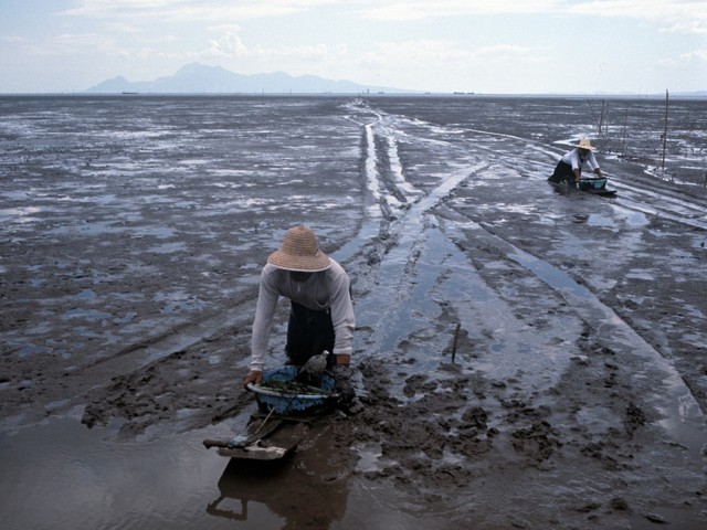 ご当地ゆるキャラ うないさん 実物は超レア 長崎 諫早 生き物のにぎわい消えた 朝日新聞globe