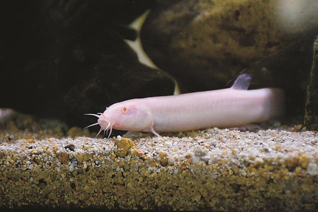 飼育からもうじき１５年を迎える、島根で発見されたピンクのドジョウ（ものまね好き）＝島根県邑南町上亀谷