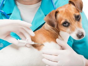 飼い主が留意すべき点とは？　いよいよマイクロチップの義務化が施行