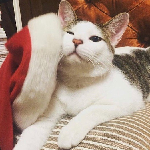 サンタさん、うちにも来るかな、とヨルくん