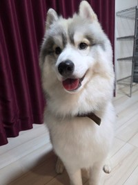 【アフター】トリミング後の春くん。ふわふわの「柴犬風」ハスキーに変身！（画像提供：春（はる）ハスキー さん）