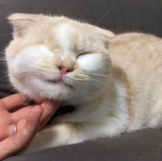 あごの下をなでられるのが好き