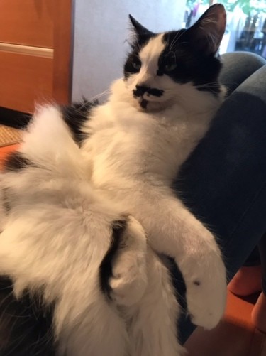 かれんちゃん、次はいつ帰ってくるのかな。またおひざに乗せてね（まりさん提供）