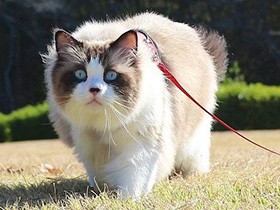 女性や子供にはホイホイ寄っていくけど、男性にはプイッ　ラグドール「パリス」