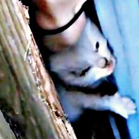 2021年10月、つくしちゃんを含む3匹の子猫を保護（画像提供：あるくきくらげさん）