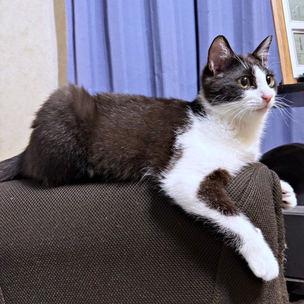 よく食べよく遊ぶこねぎくん。元気に成長中（画像提供：ともさん）