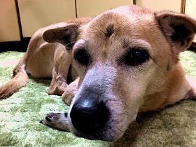 当たり前のように元保護犬・猫がいる家　穏やかな夫婦の暮らし