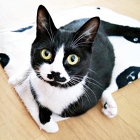 ちょこんと座ってくつろぐまめちゃん（画像提供：まめさん）