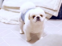 真顔でパパを見つめるぷんちくん（画像提供：ペキパグのぷんちさん）