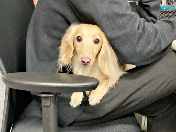 パパが仕事中、膝上でくつろぐちゃちゃちゃん（画像提供：ちゃちゃさん）