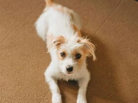 偶然！名付ける予定だった名前の犬に出会った　ジャックラッセルテリア「リリ」