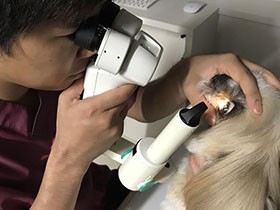 犬も猫も健康診断を受けよう　若い時は年１回、シニア期は半年に１回がおすすめ