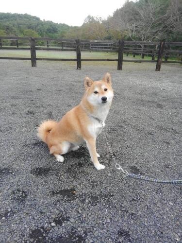 家にきたころの「フク」