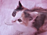 保護当時、車のボンネットから救われたみこちゃん（画像提供：方原 刺繍屋かたはらさん）