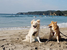 愛情をそそぐと犬の顔が変わる？　イヌはヒトに共感する能力を持っている？