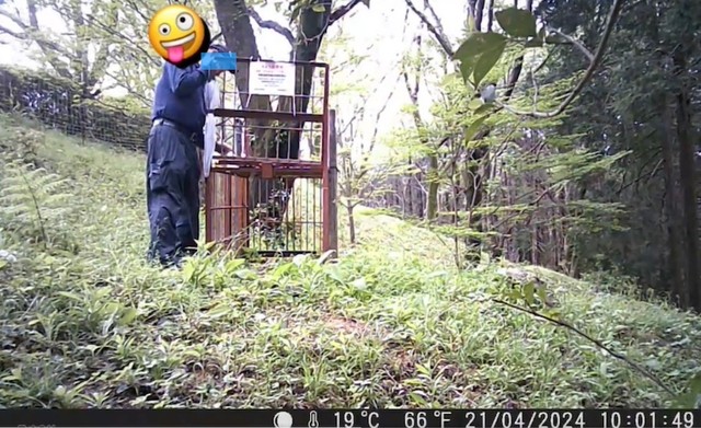 2024年3月に防犯カメラが撮られた、「箱ワナ」の扉を盗む不審者の姿（動画からキャプチャー／提供：とある県下の猟友会さん）