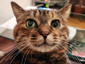 2023キュートで賞　MIX猫「麦」