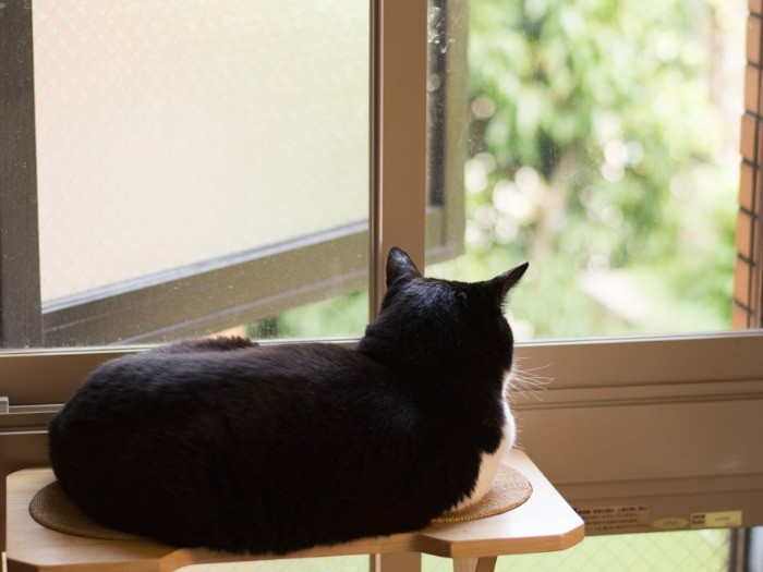 「おばちゃんち庭がないからさ、隣の庭の緑を楽しんでるんだ」（小林写函撮影）