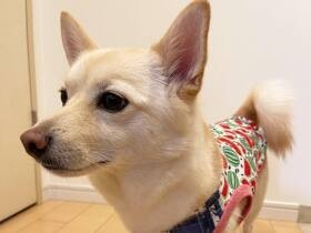 スイカ好きが功を奏して！？おいしそうな服もらったよ　MIX犬「菊千代」
