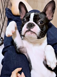 飼い主さんの膝上で仰向けになってくつろぐぶーちゃん（画像提供：ぶー︙フレブル×ボステリMixさん）