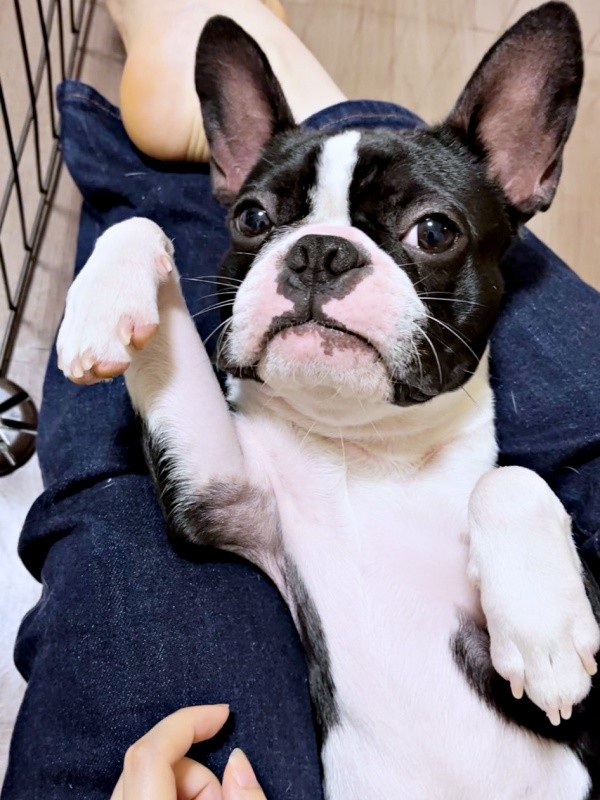 飼い主さんの膝上で仰向けになってくつろぐぶーちゃん（画像提供：ぶー︙フレブル×ボステリMixさん）