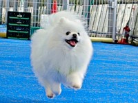 「飛行犬」！？ 元気に走り回るらんまるくん（画像提供：ポメラニアン ししまる らんまるさん）