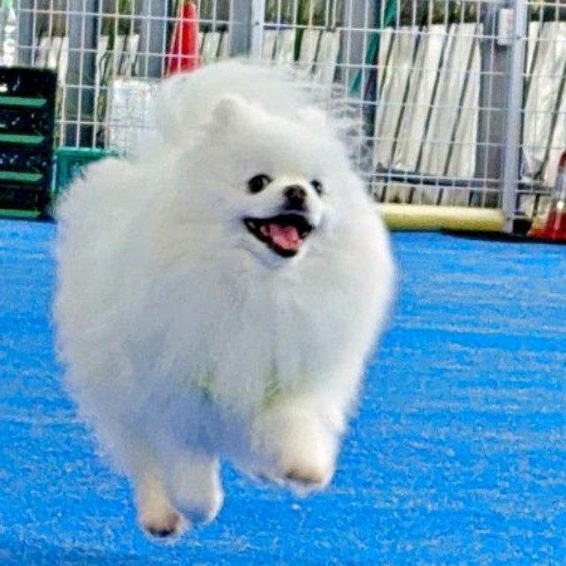 「飛行犬」！？ 元気に走り回るらんまるくん（画像提供：ポメラニアン ししまる らんまるさん）