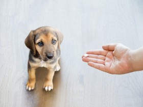 「ペット用サプリメント」を与える時の注意点は？　獣医師が解説