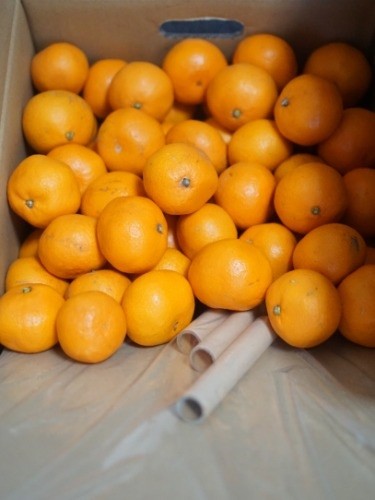 みかんの下にこたつのセットが入っています