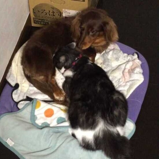 家にきたころの「スー」