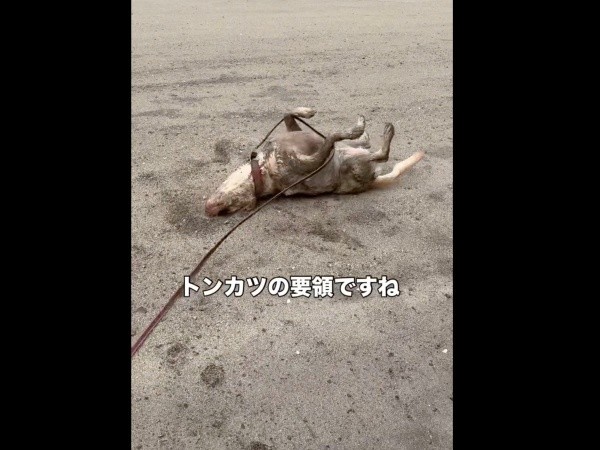乾いた砂浜でゴロゴロ転がるモゼちゃん（画像提供：モゼ／ラブラドール／わんこの似顔絵さん）