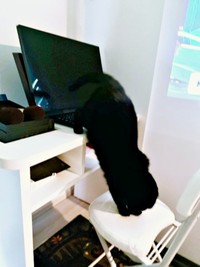 パソコンからニョロっと出てきたように見えるぷりもちゃん（画像提供：ふわもさん）