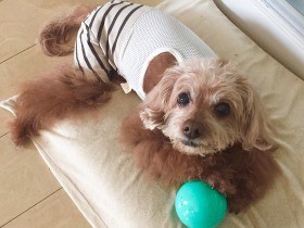 飽きっぽい愛犬が最近はまった新たなおもちゃ、「タマちゃん」
