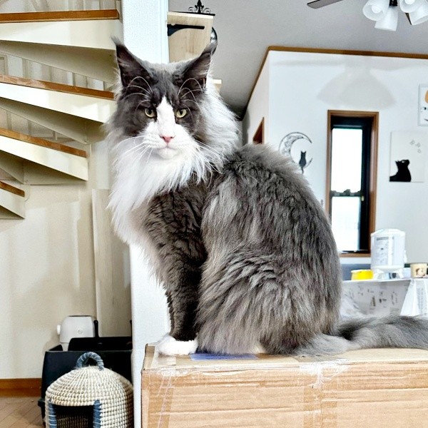 凛々しい表情が素敵なマダラくん（画像提供：なおさん）