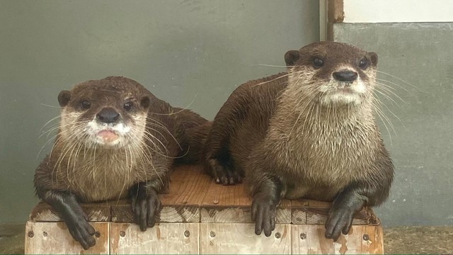 スミレ(左)とタルト(右)　写真提供：周南市徳山動物園